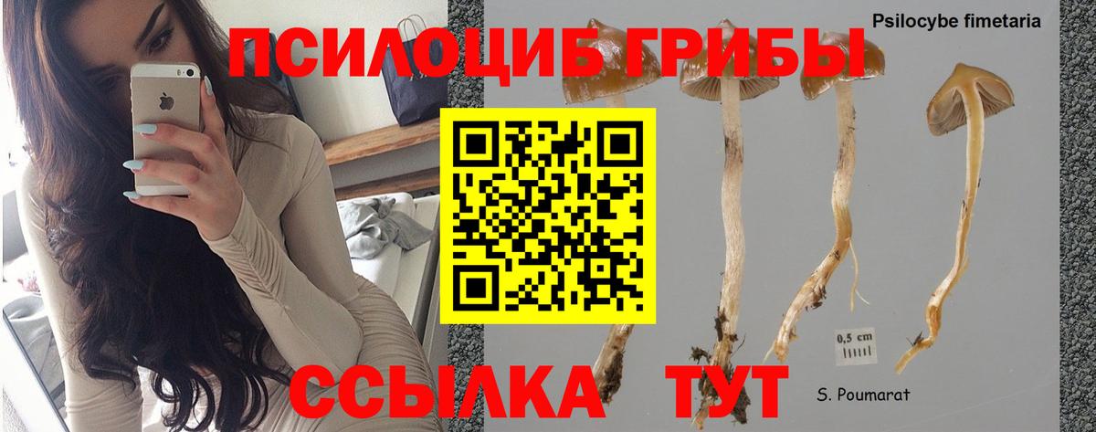 Псилоцибиновые грибы Psilocybine cubensis Майский
